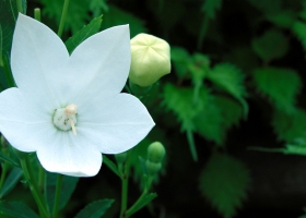 Beautiful Flowers Wallpapers 42