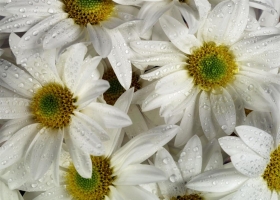 Beautiful Flowers Wallpapers 25