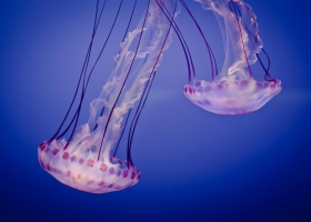 Computer Desktop Wallpapers  Collection 2