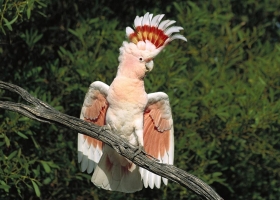 Amazing Animals Wallpapers 4