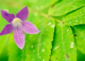 Beautiful Flowers  Wallpapers 54