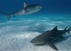 ทะเลไทยสวยไม่แพ้ชาติใดในโลก