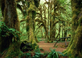 Forests Scenes HQ Wallpaper 1