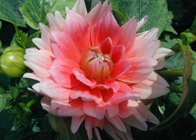 Beautiful Flowers Wallpapers 12