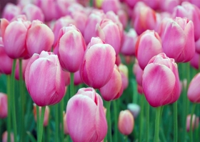 Beautiful Blooming Flowers HD Wallpapers 1