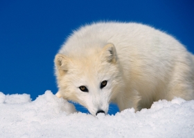 Animals HQ Wallpapers 1