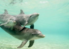 Wallpapers Of Tribal Juju 6