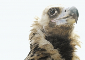 Wonderful Animals HQ Wallpapers 2