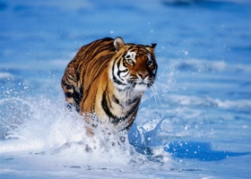 Amazing Animals   Wallpapers 20