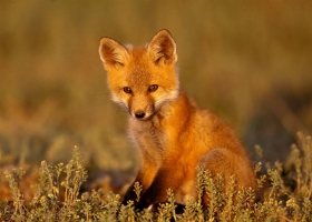 Amazing Animals Wallpapers 3