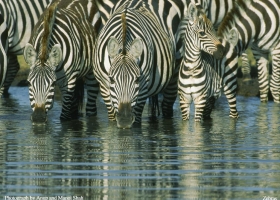 National Geographic Wallpapers Collection 2001-5