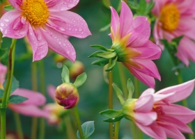 Beautiful Flowers Wallpapers 10