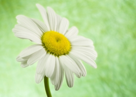 Beautiful Flowers Wallpapers 33