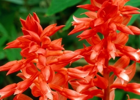 Beautiful Flowers Wallpapers 8