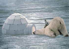 Amazing Animals   Wallpapers 13