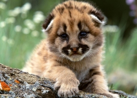 Amazing Animals Wallpapers 7