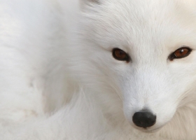 Wallpapers Of Tribal Juju 72