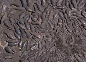 นั่งเฮลิคอปเตอร์ ส่องแอฟริกา 2