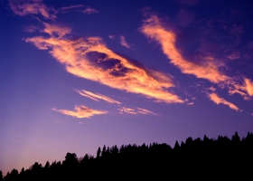 Forests Scenes HQ Wallpaper 2