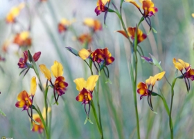 National Geographic Wallpapers Collection 2009 -1