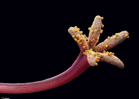 National Geographic Wallpapers Collection 2009 -5