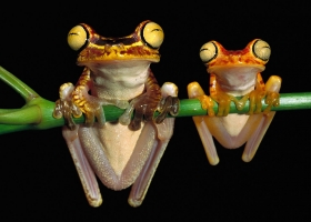 Animals HQ Wallpapers 6