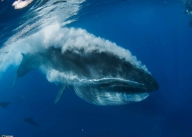 National Geographic Wallpapers Collection 2009 -7