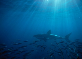 Wallpapers Of Tribal Juju 47