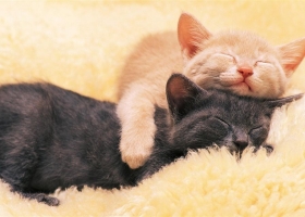 Best HD  Wallpapers 5