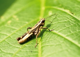 Amazing Insects Wallpapers 1