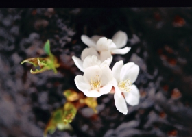 Beautiful Flowers Wallpapers 3