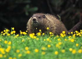 Amazing Animals Wallpapers 2