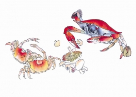 ภาพวาดภู่กันจีน สวยงามมาก ชุด พืชผัก ผลไม้ ปลา 2