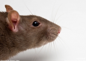 National Geographic Wallpapers Collection 2008 -9