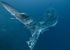 ภาพเย็นตา สบายใจ