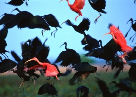 ภาพจาก National Geographic 6