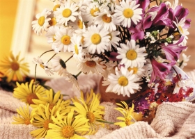 Beautiful Flowers Wallpapers 35