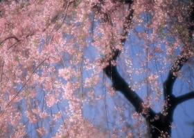 Sakura In Japan 2