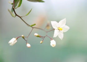 Beautiful Flowers Wallpapers 13