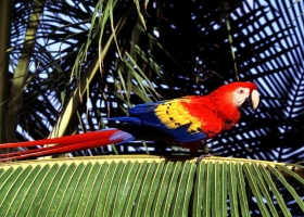 Beautiful Birds Around the World Wallpapers 13