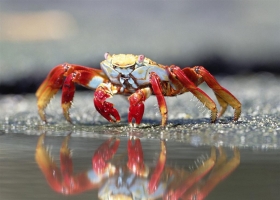 Underwater Wallpapers 1