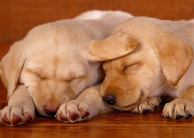 Cute Dogs HD Wallpapers 3