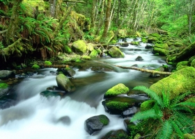 Rivers and Creeks Scenes HQ Wallpaper 2