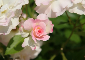 Wallpaper Called Flower 1