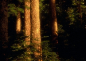 Trees Scenes HQ Wallpaper 2