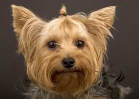 Cute Dogs HD Wallpapers 4