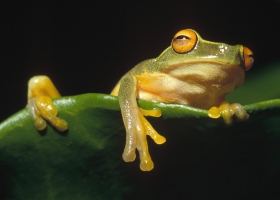 HD Animals Wallpapers 5