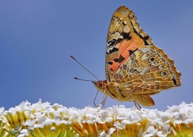 สุดยอดภาพถ่าย