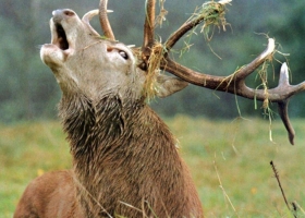 Deer and Some Relatives 2