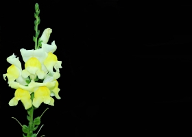 Beautiful Flowers Wallpapers 4